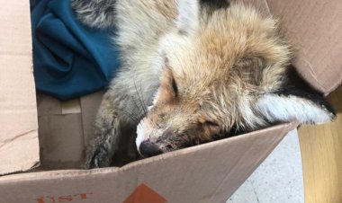 VAN MURADİYE JANDARMA KOMUTANLIĞINDAN YAVRU TİLKİYE ŞEFKAT ELİ!