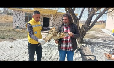 NESLİ TÜKENMEKTE OLAN YARALI BALABAN KUŞU VAN'DA TEDAVİ ALTINA ALINDI