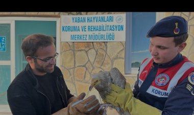 YARALI OLARAK BULUNAN 'MISIR' AKBABASI YÜZÜNCÜ YIL ÜNİVERSİTESİNE TESLİM EDİLDİ!