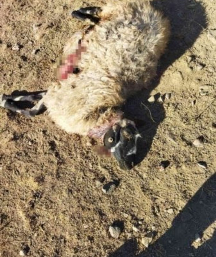 AÇ KURTLAR  SÜRÜYE DALDI: 28 KOYUNU TELEF ETTİ!