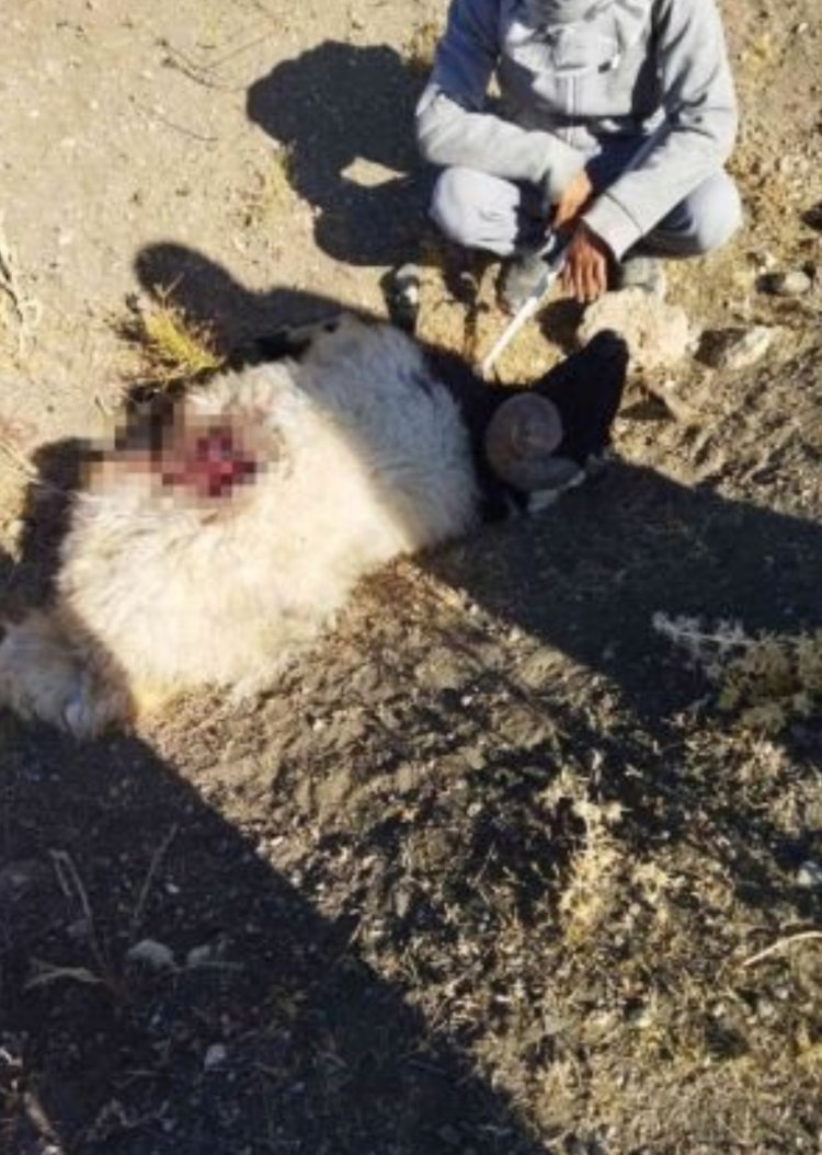 AÇ KURTLAR  SÜRÜYE DALDI: 28 KOYUNU TELEF ETTİ!