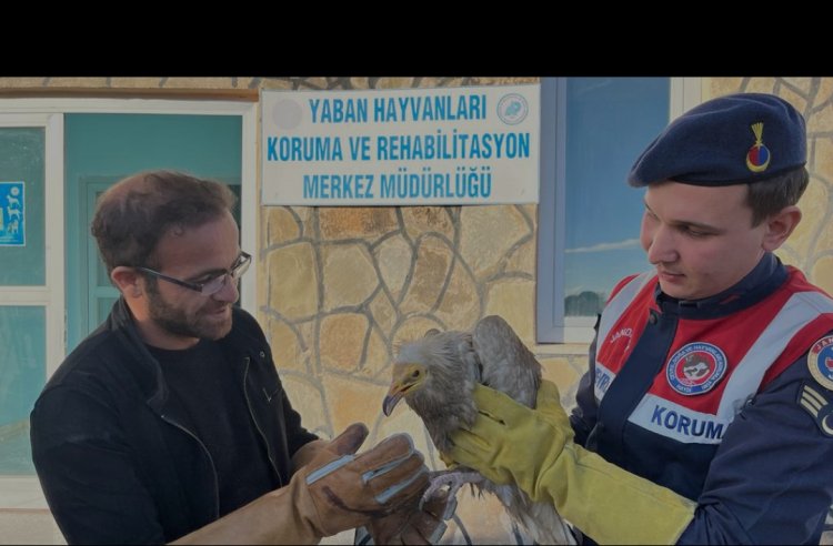 YARALI OLARAK BULUNAN 'MISIR' AKBABASI YÜZÜNCÜ YIL ÜNİVERSİTESİNE TESLİM EDİLDİ!
