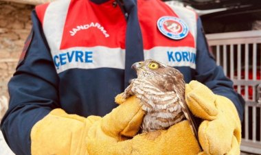 JANDARMA TİMLERİ YARALI ATMACA'YI KORUMA ALTINA ALDI!