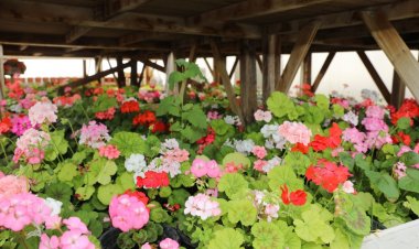 İPEKYOLU'NDA 100 BİNLERCE ÇİÇEK TOPRAKLA BULUŞUYOR!