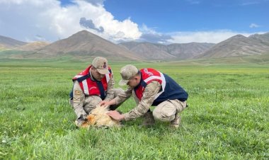 JANDARMA DEVREYİ ESNASINDA YARALI SAKALLI AKBABA BULDULAR