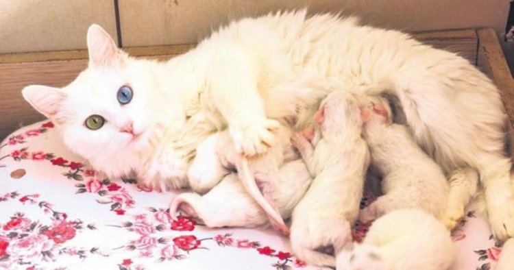 VAN KEDİSİ NESLİNİN DEVAMI İÇİN SAYILARI ARTIRILIYOR!
