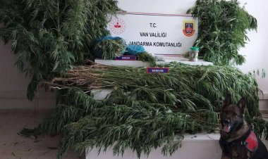 VAN'IN ERCİŞ İLÇESİNDE 605 KÖK HİNT KENEVİRİ VE 1 KG 700 GR KUBAR ESRAR MADDESİ ELE GEÇİRİLDİ