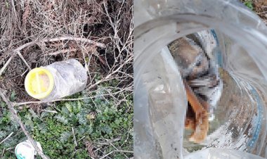 GAZİANTEP'TE KÖPEKLER TARAFINDAN PARÇALANMIŞ BEBEK CESEDİ BULUNDU