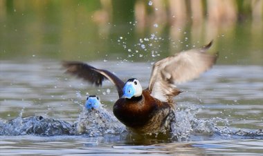 VAN GÖLÜ HAVZASINDA NESLİ TÜKENME EŞİĞİNDE OLAN ÖRDEKLERE ÖZEL KORUMA! 