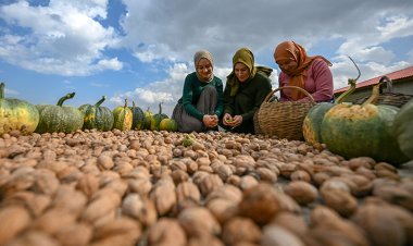 GEVAŞLI KADINLAR TOPLADIKLARI CEVİZLERİ YURDUN DÖRT BİR YANINA GÖNDERİYOR