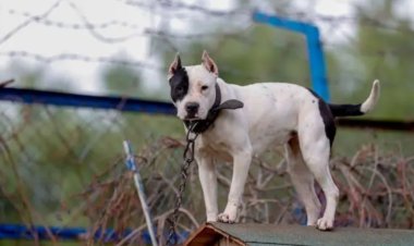 GÜNDEMDE UYUTMA VAR: EN GEÇ 2 HAFTA İÇİNDE YASALAŞMASI BEKLENİYOR