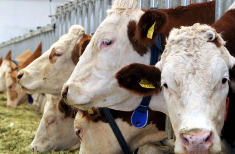 ET FİYATLARINDA DALGALI SEYİR DEVAM EDİYOR 