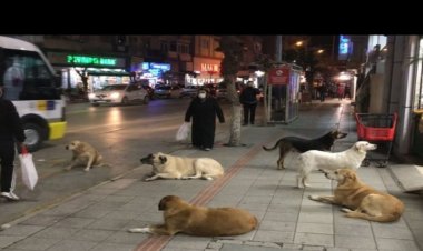 Sahipsiz Hayvanlara Yönelik Kanun Teklifinin İlk 5 Maddesi Kabul Edildi