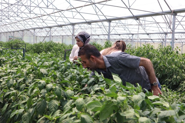 EDREMİT SERALARINDA ÜRETİM DEVAM EDİYOR!
