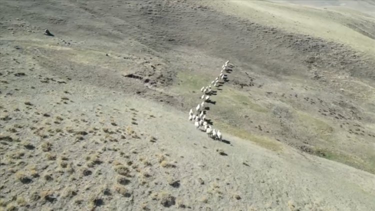 VAN'DA KAYBOLAN KOYUNLAR ÖĞRETMENİN DRONE YARDIMIYLA BULUNDU