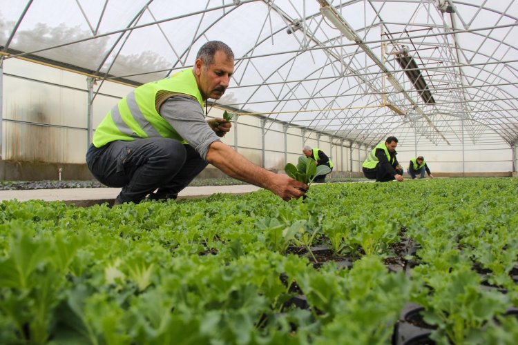 VAN BÜYÜKŞEHİR EKSİ(-) 10⁰'DE KENDİ ÇİÇEK ÜRETİMİNİ GERÇEKLEŞTİRİYOR