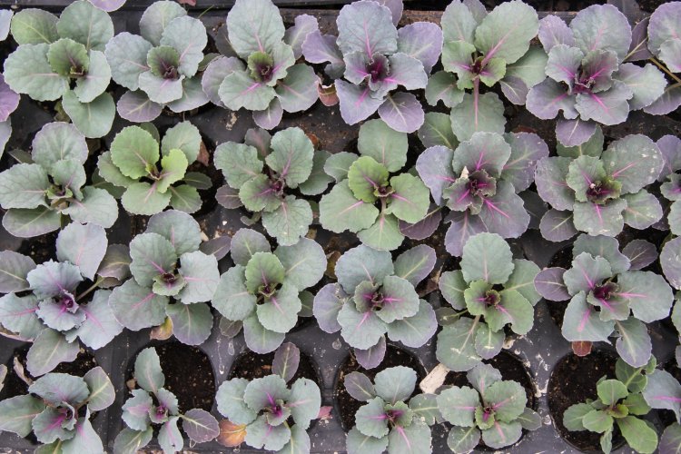 VAN BÜYÜKŞEHİR EKSİ(-) 10⁰'DE KENDİ ÇİÇEK ÜRETİMİNİ GERÇEKLEŞTİRİYOR