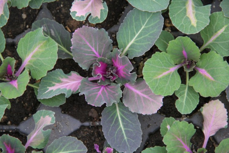 VAN BÜYÜKŞEHİR EKSİ(-) 10⁰'DE KENDİ ÇİÇEK ÜRETİMİNİ GERÇEKLEŞTİRİYOR