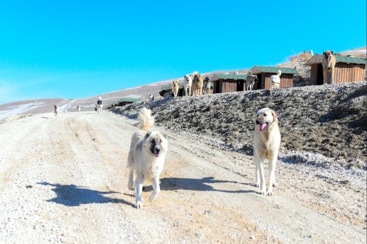 Van'da Sahipsiz Hayvanlar İçin 256000 M²'lik Yaşam Alanı