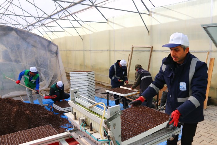 Edremit Belediyesi Fide Üretimine Devam Ediyor 