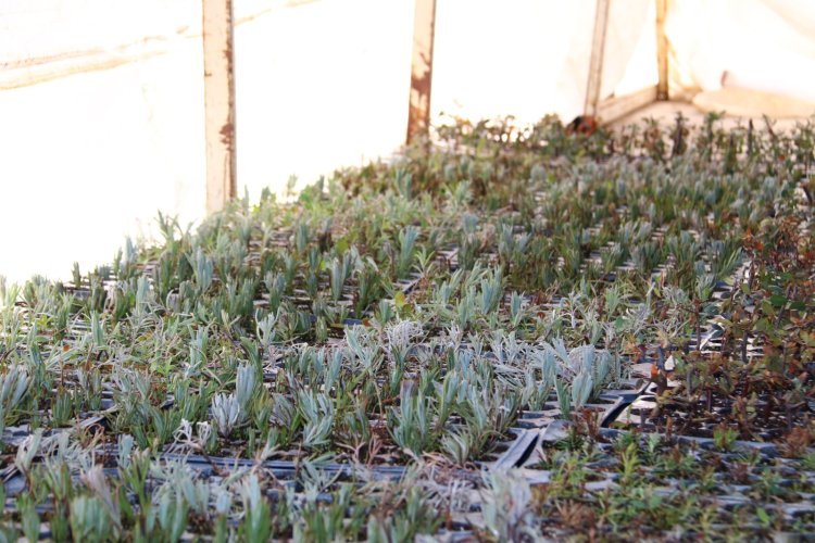 Edremit Belediyesi Fide Üretimine Devam Ediyor 