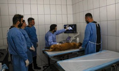 YYÜ VETERİNER ÖĞRENCİLERİ BÜYÜKŞEHRİN HAYVAN BAKIM EVİNDE UYGULAMALI EĞİTİME BAŞLADI