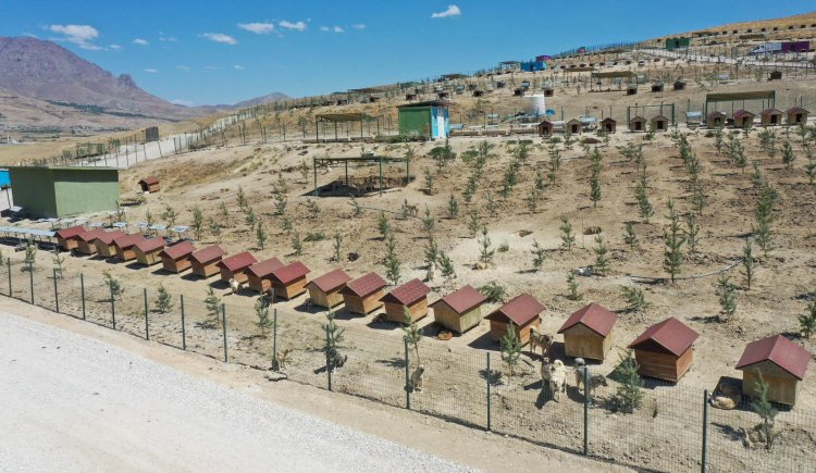 BÜYÜKŞEHİR BELEDİYESİ 20 BİN AĞAÇ DİKTİ