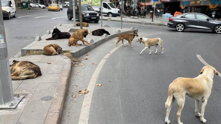Yeni Genelge: Sokak Köpeklerine Kontrolsüz Besleme Yasaklandı
