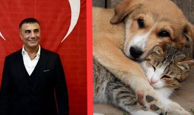 Sedat Peker’den Sokak Hayvanlarına İkinci Dev Bağış: Toplam Miktar 140 Tona Ulaştı