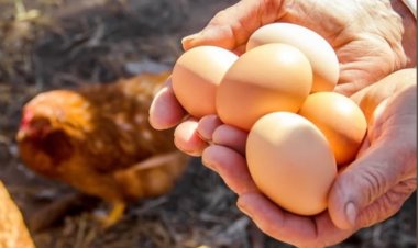 Ticaret Bakanlığı'ndan Flaş Karar: Tavuk Eti İhracatı Durduruldu!