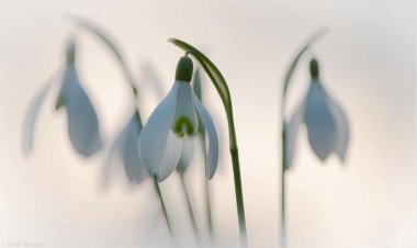 Doğaya Dokunmanın Bedeli Ağırlaştı: Endemik Bitki Koparmanın Cezası Servet Değerinde!