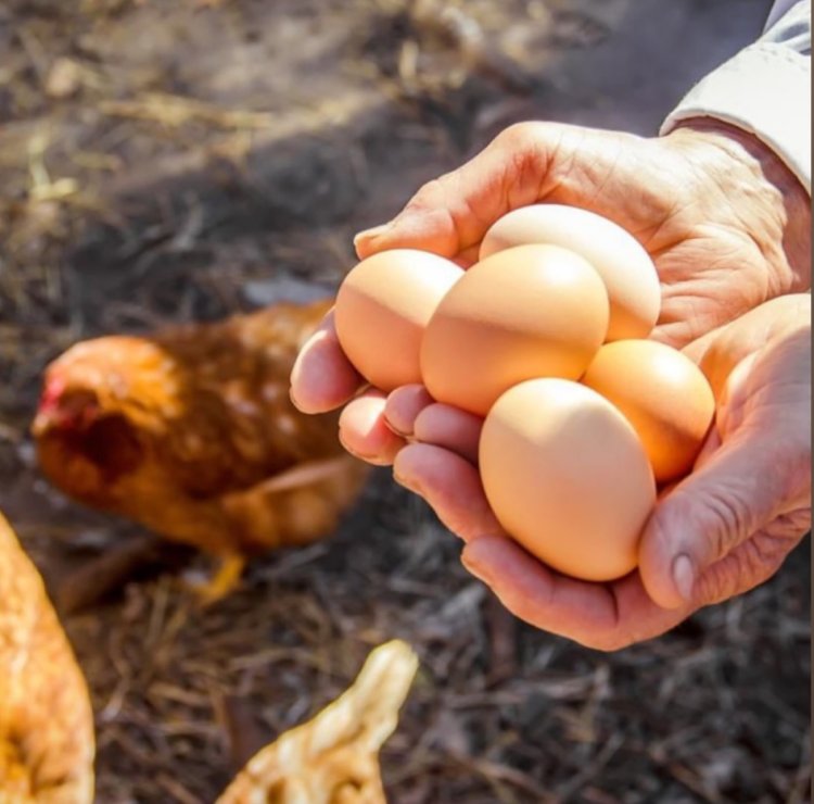 Ticaret Bakanlığı'ndan Flaş Karar: Tavuk Eti İhracatı Durduruldu!