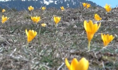 Toprak Uyandı: Anadolu’da Çiğdem Bayramı