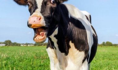 Kurbanlık Fiyatlarına Yüzde 40 Zam 