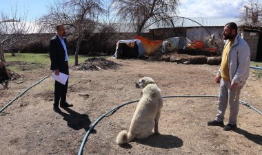 Tuşba Belediyesi’nden Sahipsiz Köpekler İçin ‘Kayıtlı Çözüm: Kırsalda Tespit ve Kısırlaştırma Seferberliği