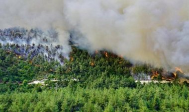 Kahramanmaraş'ta 92 Hektar Ormanı Torpille Yakan Sanığa 5 Yıl 6 Ay Hapis