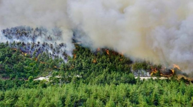 Kahramanmaraş'ta 92 Hektar Ormanı Torpille Yakan Sanığa 5 Yıl 6 Ay Hapis
