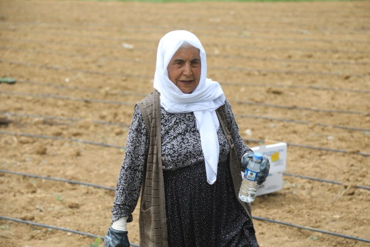 Başkale’de Kadın Emeği: 5 Dönüme 7 Bin Lahana Fidesi Dikildi
