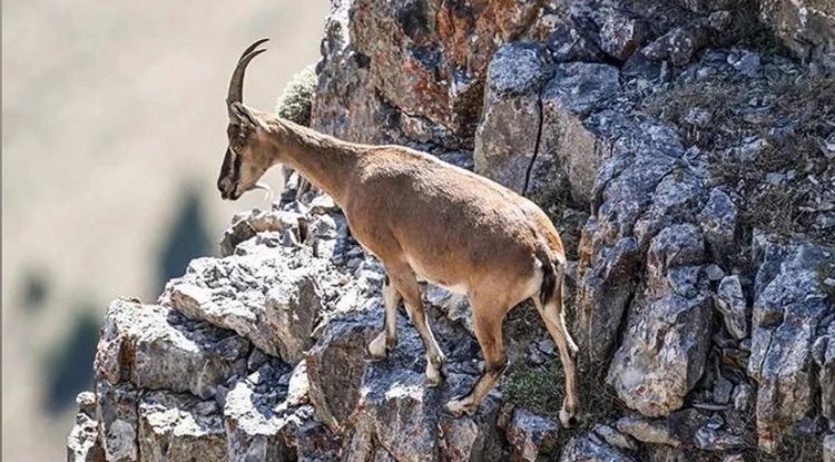 Şırnak’ta Yaban Keçisini Yaralayan Şahsa 1,2 Milyon Lira Ceza