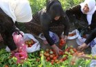 Edremit’te Kadın Emeği Bereketle Buluştu: Kadın Komün Bostanı’nda Hasat Heyecanı