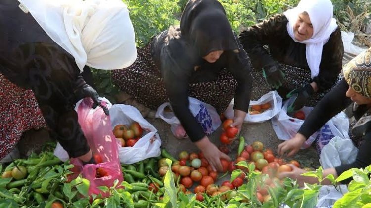 Edremit’te Kadın Emeği Bereketle Buluştu: Kadın Komün Bostanı’nda Hasat Heyecanı